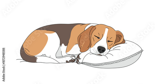 A sweet and peaceful beagle dog sleeping curled up comfortably on a soft white pillow, isolated on a plain white background.