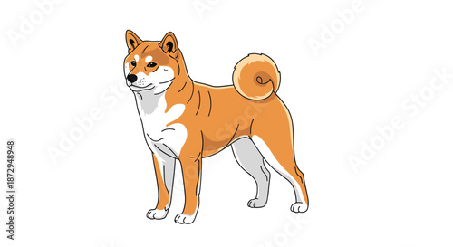A proud and alert Shiba Inu dog standing in a classic show pose with its tail curled over its back on a white background.