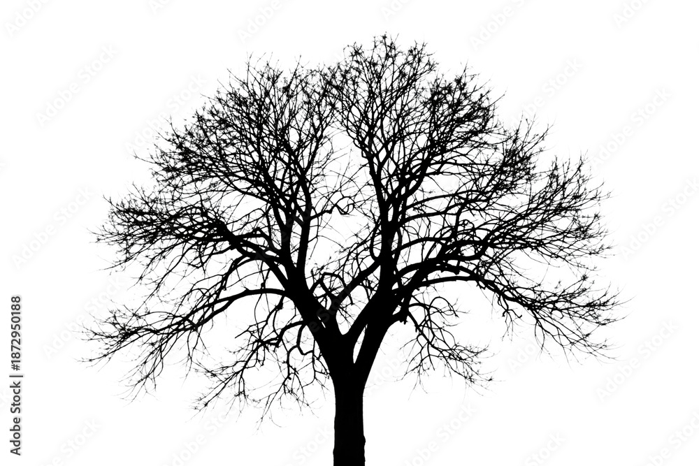 Obraz premium Intricate Tree Silhouette with Detailed Branches