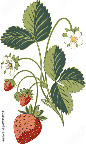 Strawberry Plant Illustration with Berries and Flowers 1.