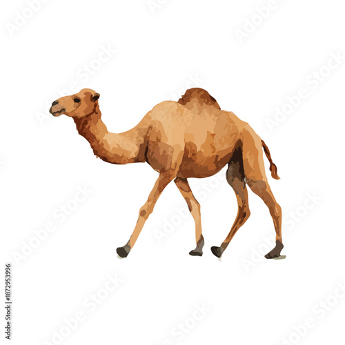 Desert Camel Walking Illustration Dromedary Animal Vector Art.