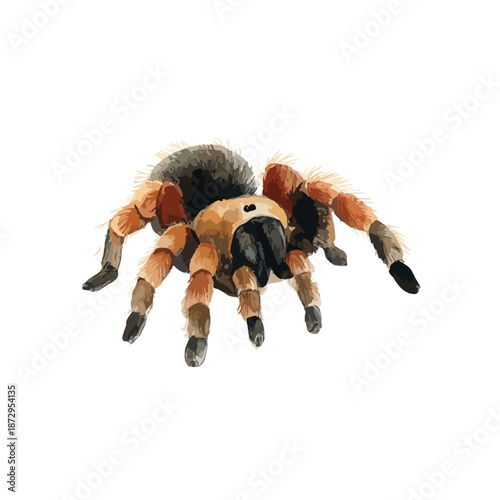 Detailed Hairy Tarantula Spider Vector Illustration.