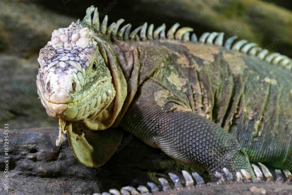 Fototapeta premium Leguan