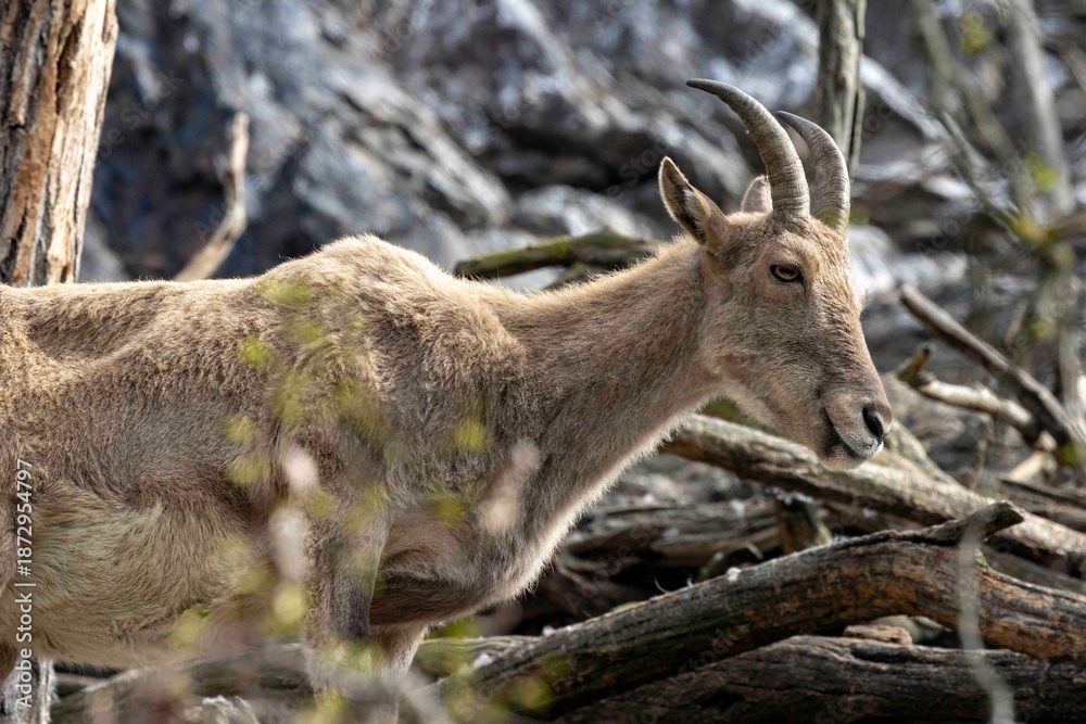 Obraz premium Steinbock 3