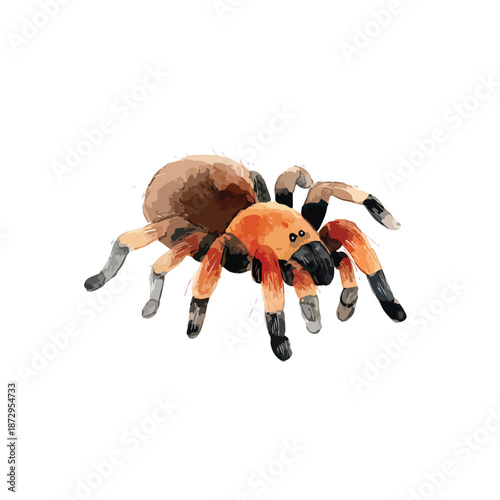 Detailed Watercolor Tarantula Spider Illustration.