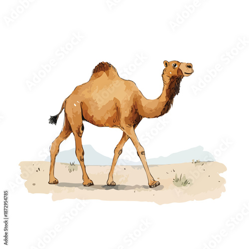 Dromedary Camel Walking Desert Wildlife Illustration.