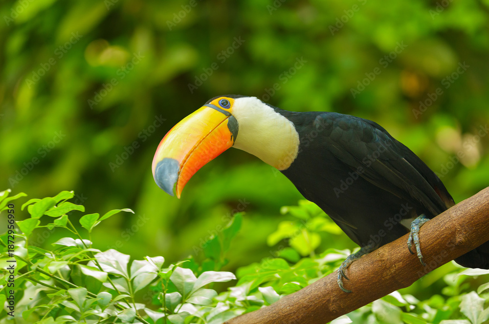 Fototapeta premium toucan perching on branch on green background