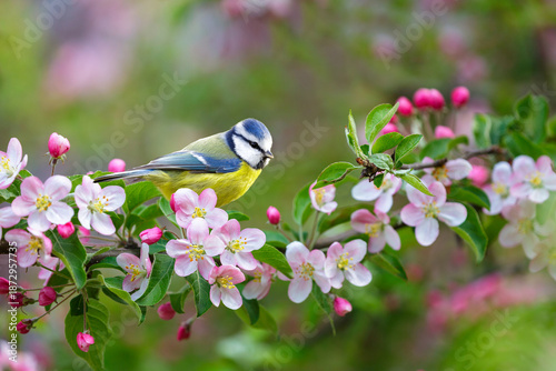Photos little bird perching on branch of blossom apple tree with pink flowers