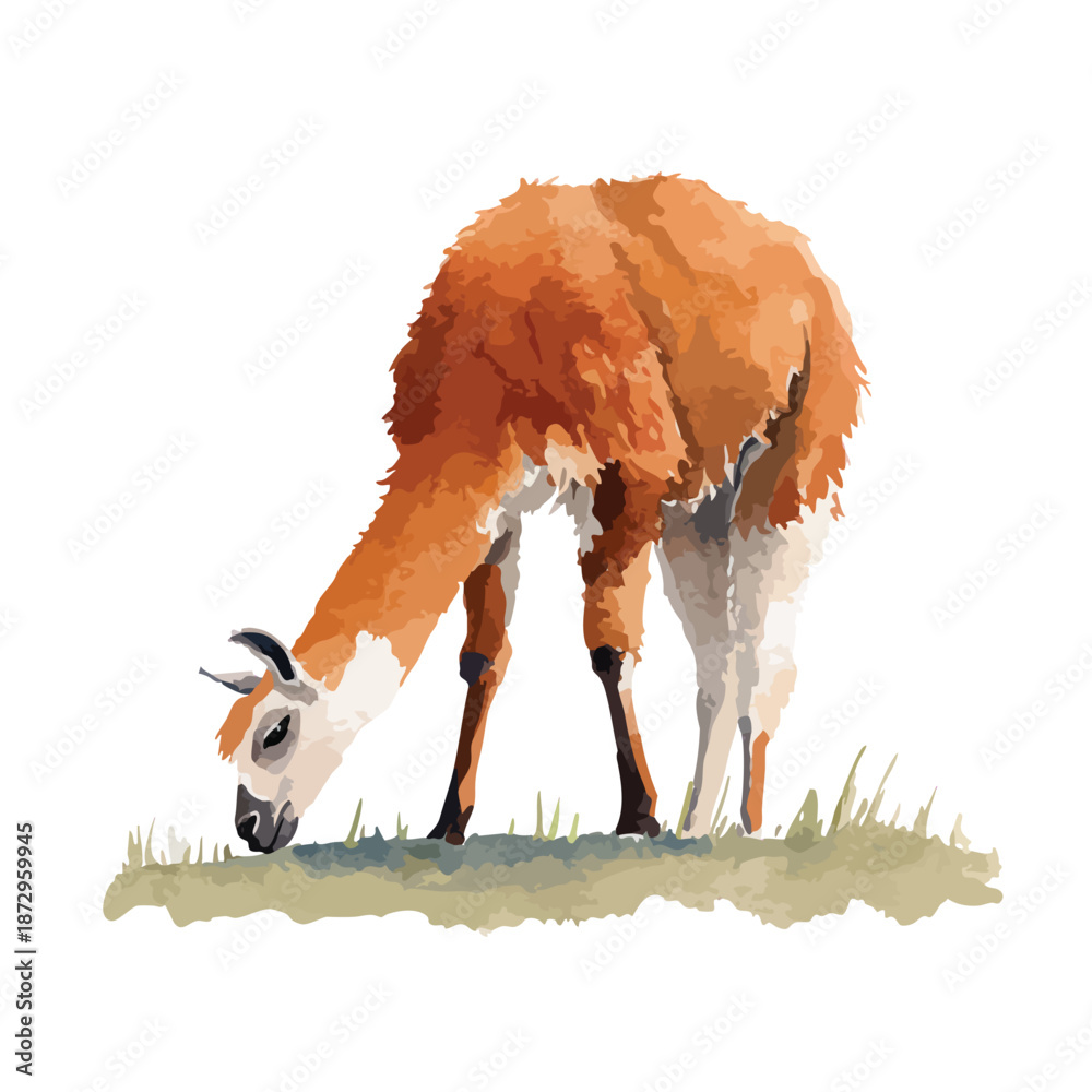 Fototapeta premium Guanaco Grazing on Grass Vector Illustration.