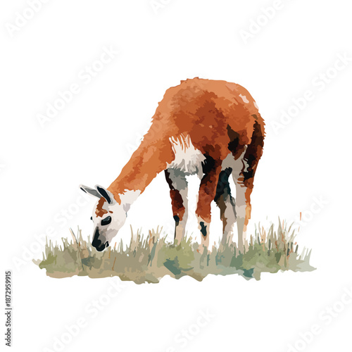 Guanaco Animal Grazing Vector Illustration.