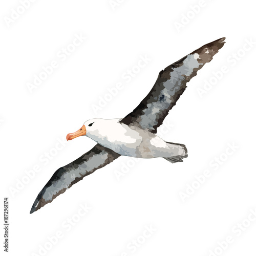 Majestic Albatross Flying Bird Vector Illustration 2.