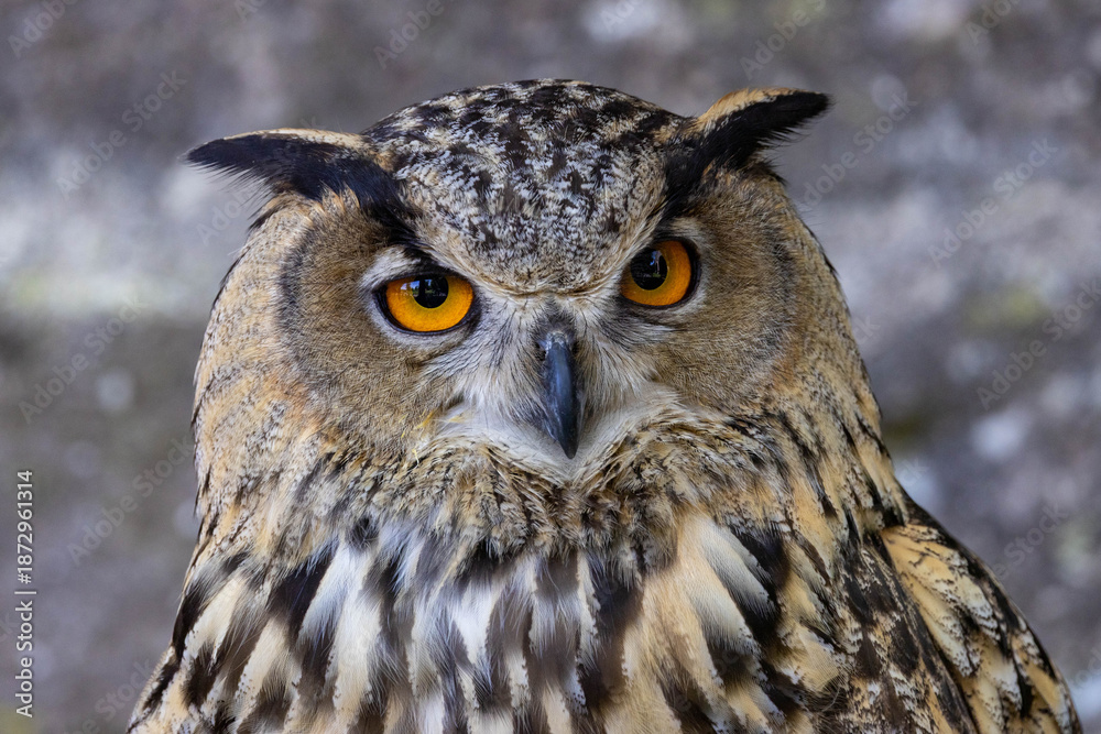 Obraz premium Uhu Augern