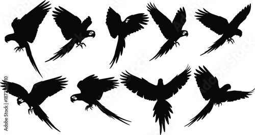 Flying parrot silhouette action set, tropical bird wings spread poses collection isolated white background black vector illustration design