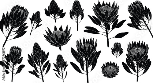 Protea flower silhouette icon set, exotic tropical botanical blooms collection isolated white background black vector illustration design