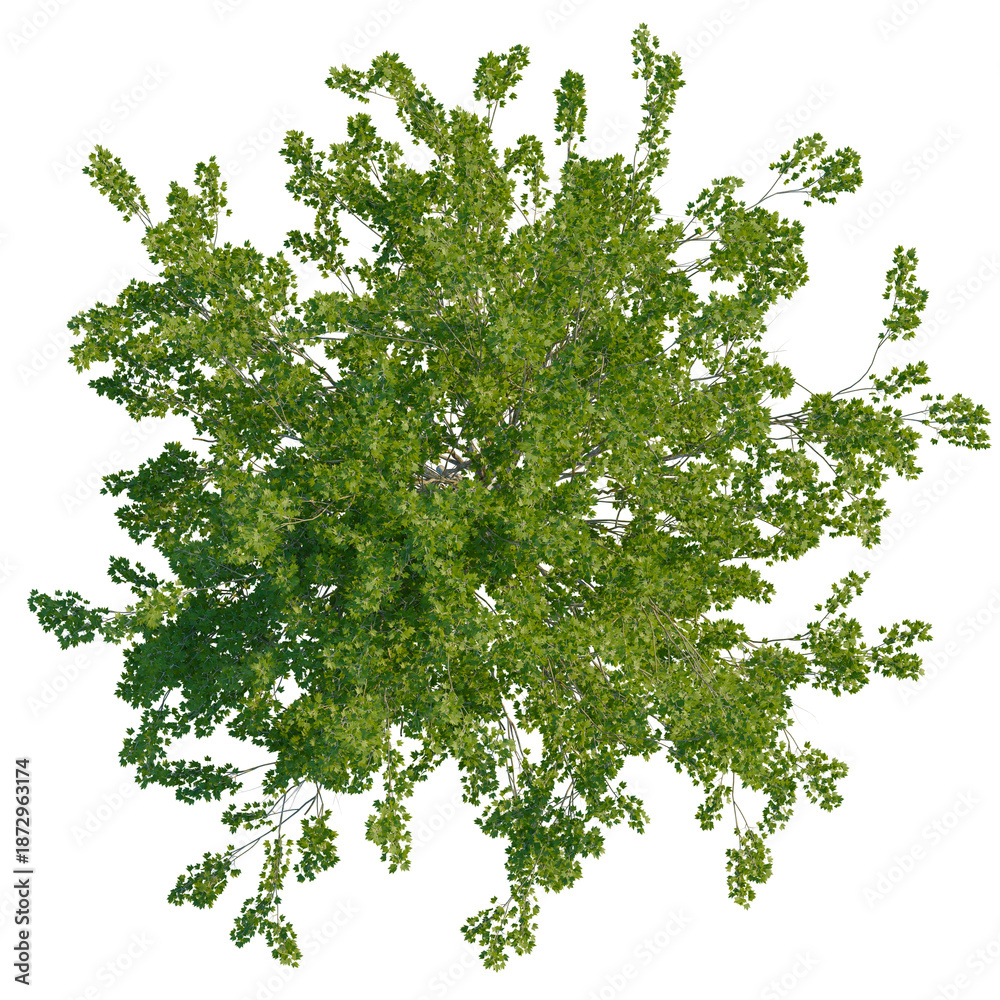 Obraz premium Platanus occidentalis tree plan, top view, cutout, transparent background, isolate, Lush Green Tree Canopy – A Detailed Aerial Perspective for Compositing