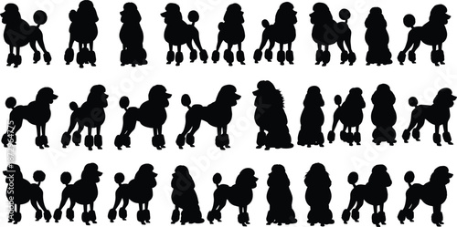 Poodle dog silhouette collection, different grooming styles and poses, pet animal icons, black canine shapes, isolated illustration set