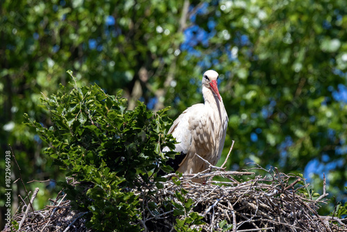 Storch