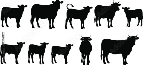 Black cow silhouette collection, cattle and calf shapes, farm animal icons, livestock vector set, isolated rural agriculture design