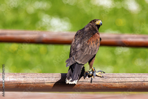 Schilderij op canvas Bussard sitzt