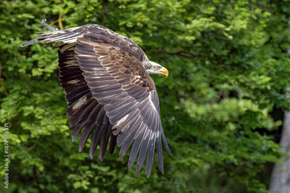 Obraz premium Weißkopfseeadler
