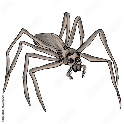 Rufous Net-casting Spider. Asianopis subrufa. Colorful, hand-drawn, vector illustration. Picturesque. Unique detailed stylization. Print on sketchbooks, stickers, postcards, cups, clothes, posters. 