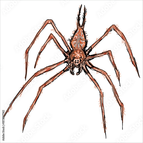 Two-tailed Spider. Hersiliidae. Colorful, hand-drawn, vector illustration. Picturesque. Unique detailed stylization. Print on sketchbooks, stickers, postcards, cups, clothes, posters. Biological.