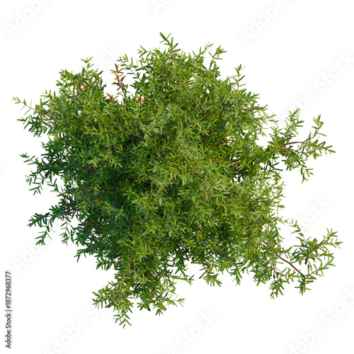 фотографія Thuja occidentalis Teddy tree plan, top view, cutout, transparent background, is