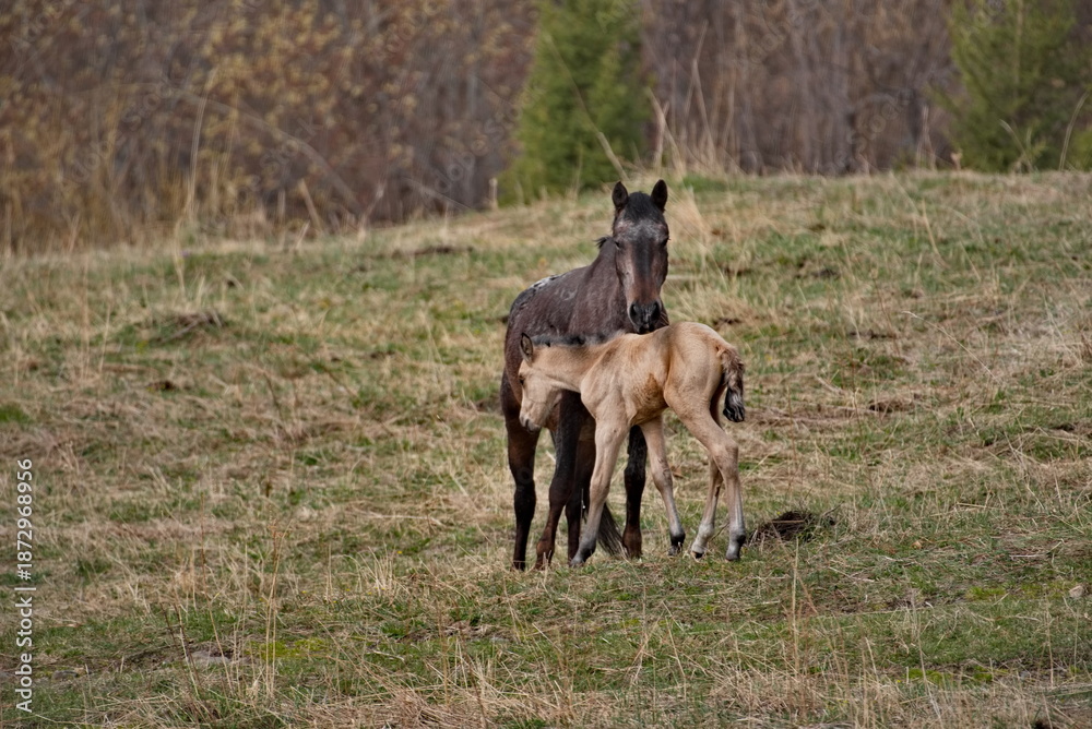 Obraz premium Russia. South of Western Siberia, Mountain Altai. A mare with her foal on the free pastures of the mountain valleys of the Ursul River.