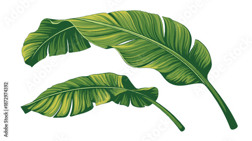 tropical green leaves on white background