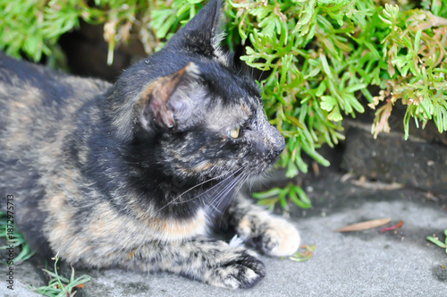 brown and blcak cat or unmindful cat on the ground