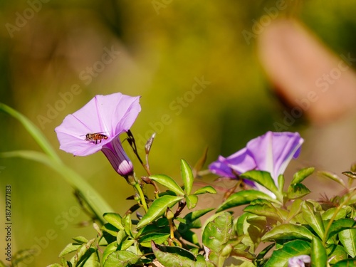 bee collects nectar or pollen from a morning glory flower