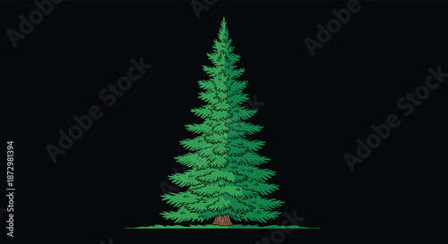 Tall, majestic fir tree with lush green needles and a sturdy brown trunk, depicted in a classic illustration style on a black background.