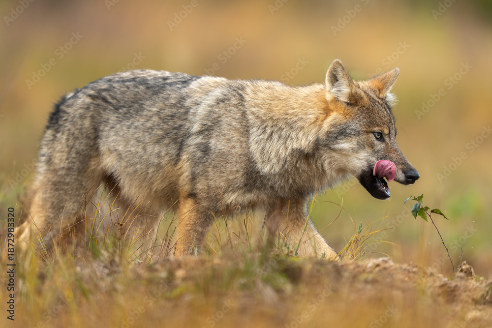 Fototapeta premium Young, about five month aged wolf cubs in Finnish taiga forest.