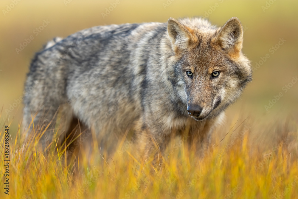 Fototapeta premium Young, about five month aged wolf cubs in Finnish taiga forest.