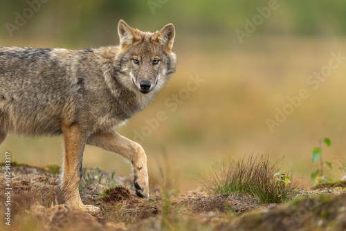 Young, about five month aged wolf cubs in Finnish taiga forest.