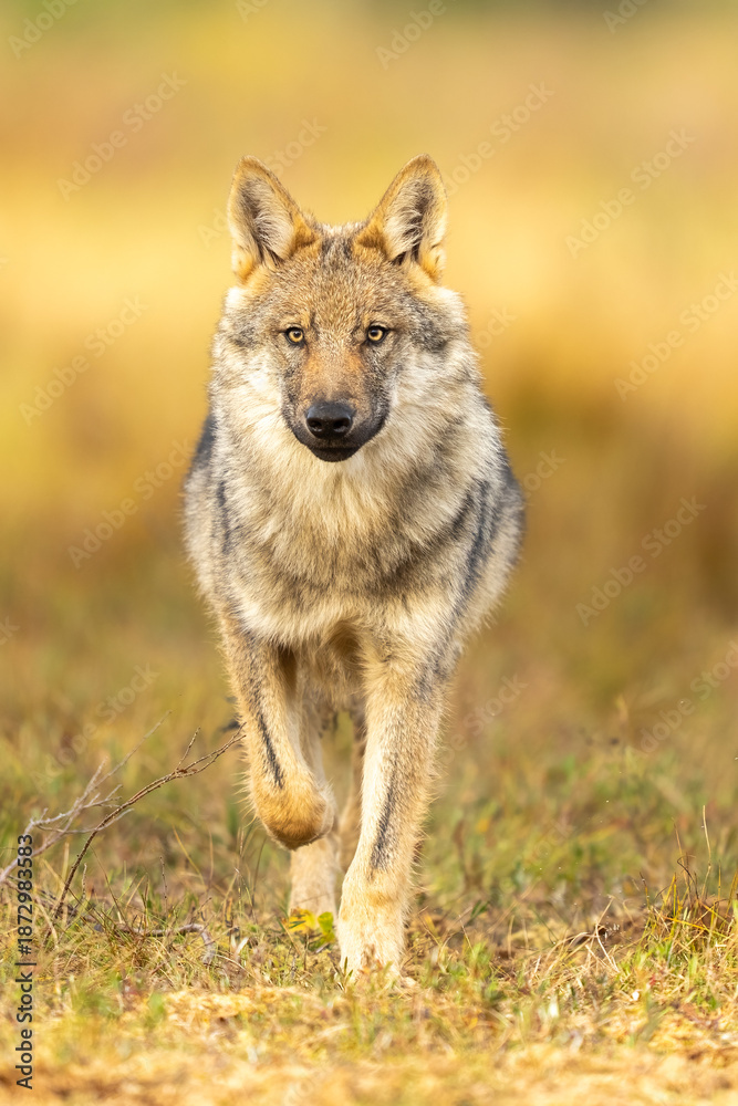 Fototapeta premium Young, about five month aged wolf cubs in Finnish taiga forest.