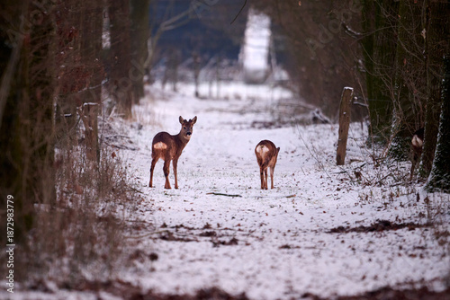 deer in the snow