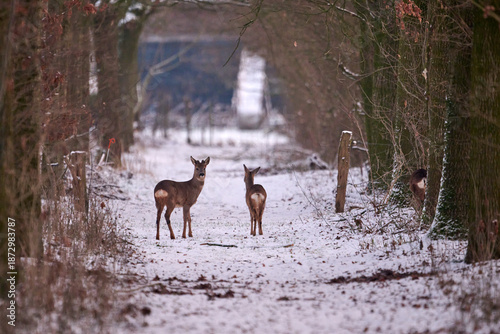 roe deer in the snow