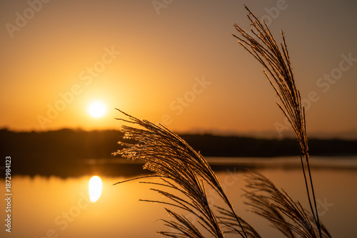 秋の夕焼けに輝く水面とススキ