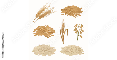 Educational wheat barley oats rice 3D vector grain icons