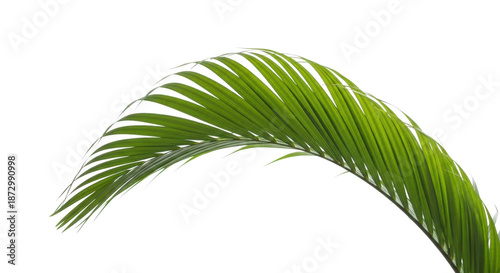 Bright green palm frond with delicate white edges curving gracefully against a background isolated on a transparent background