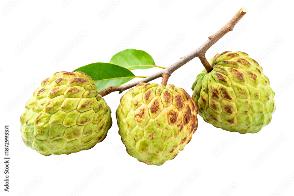 Fototapeta premium Three Ripe Custard Apples on Branch with Leaves