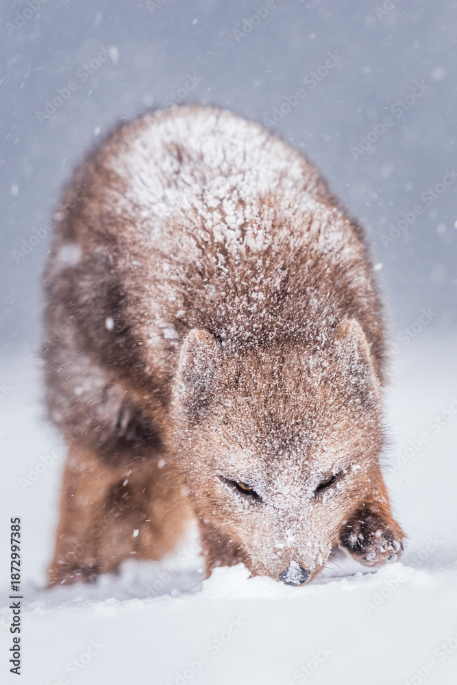 Obraz premium Arctic fox on the snow in Svalbard.