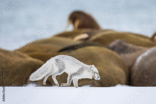 Arctic fox on the snow in Svalbard.