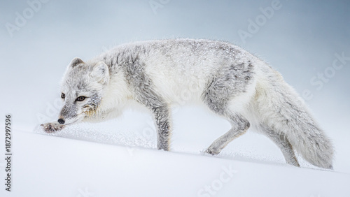 Arctic fox on the snow in Svalbard.