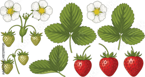 Fresh strawberries and leaves with flowers illustration