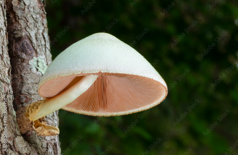 Fototapeta premium Big white mushroom with pink gills on a dogwood