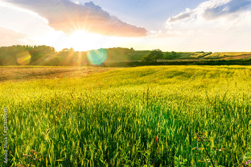 Fototapeta premium rural summer landscape of green field with golden wheaten hay stacks among farmland fields in a beautiful valley lowland