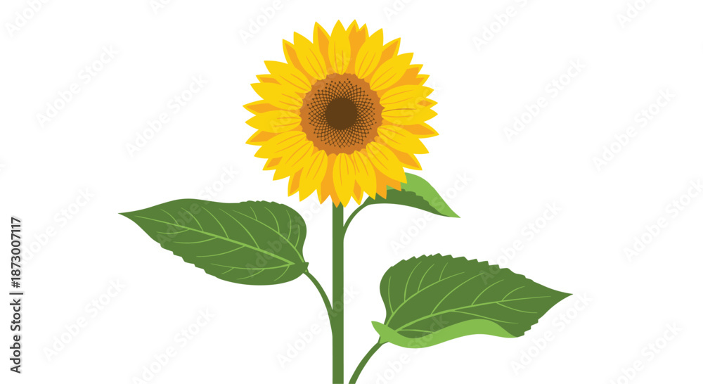 Obraz premium Bright and cheerful illustration of a single yellow sunflower with a brown center and large green leaves on a white background.