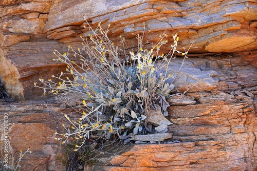 Inula verbascifolia, blossoming in June, in Attica, Greece